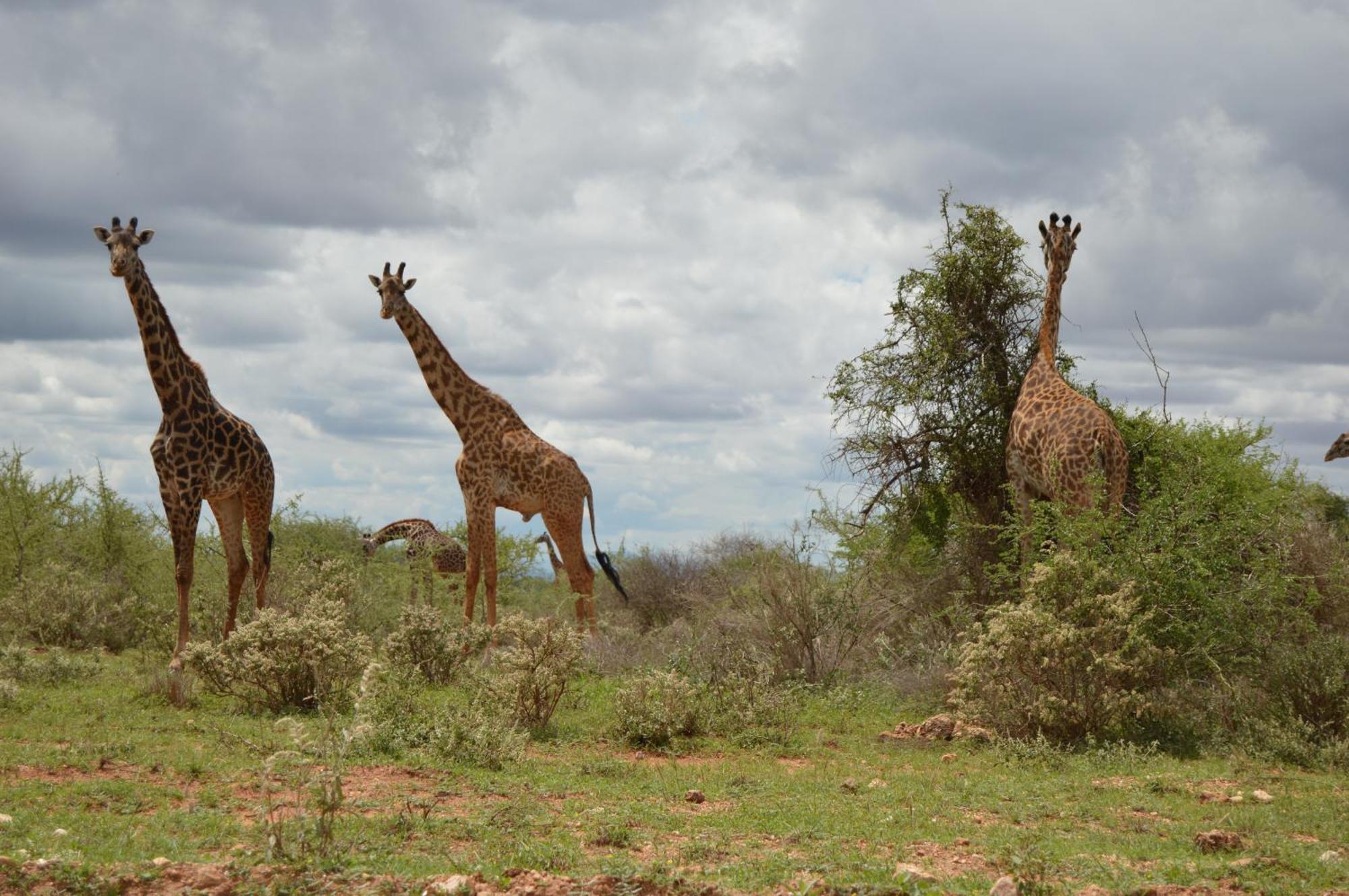 Wild Amboseli Ndovu Cottage. Buitenkant foto