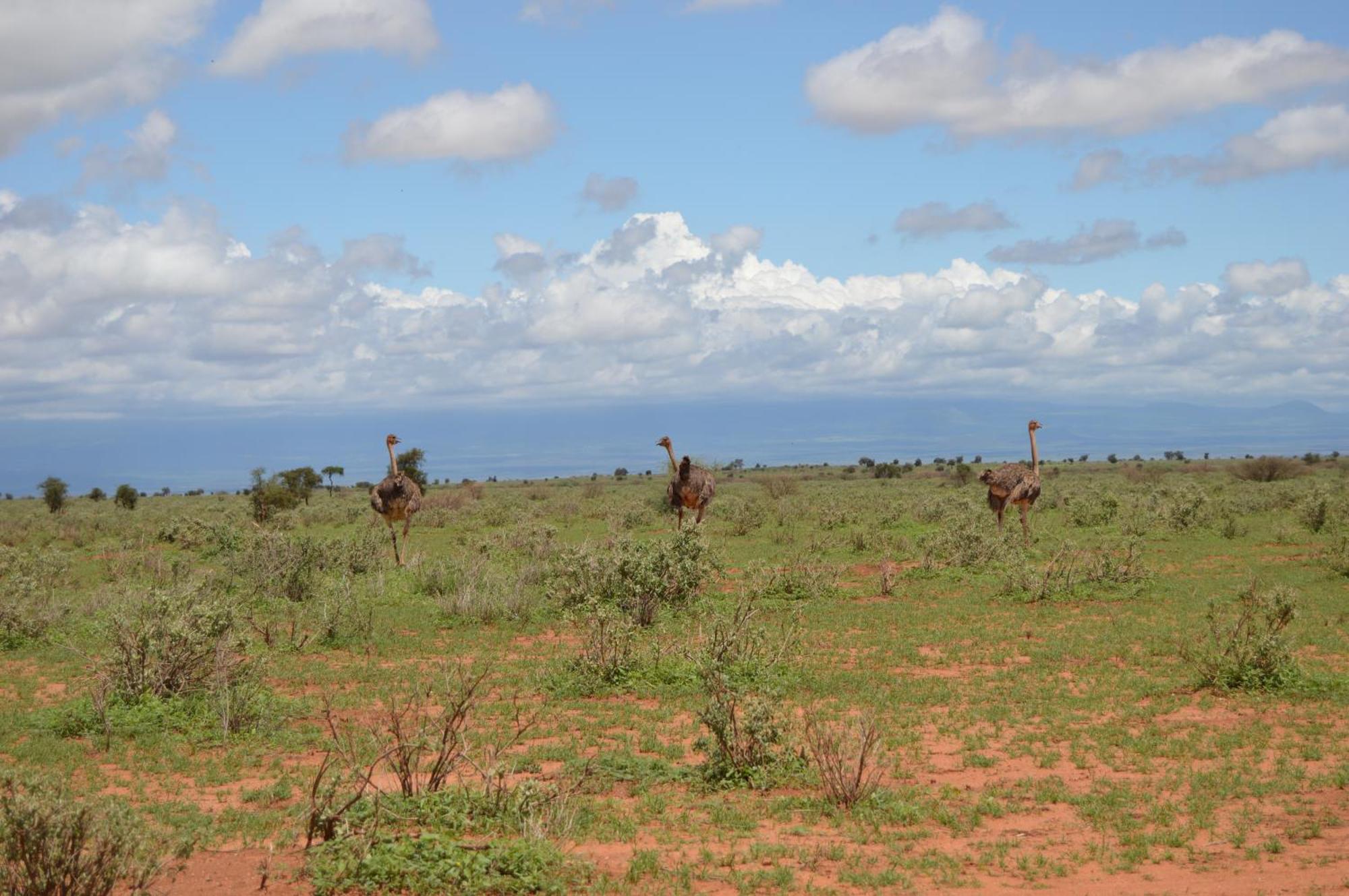 Wild Amboseli Ndovu Cottage. Buitenkant foto