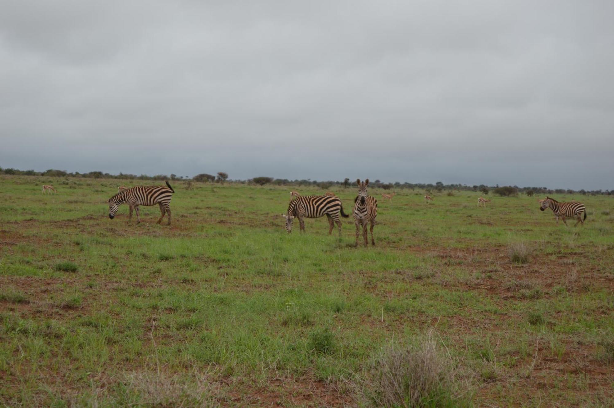Wild Amboseli Ndovu Cottage. Buitenkant foto